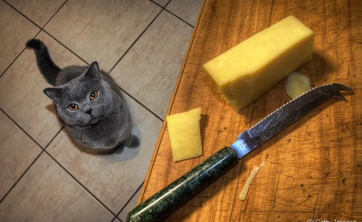 Será que o queijo está na lista de alimentos que gatos podem comer? 