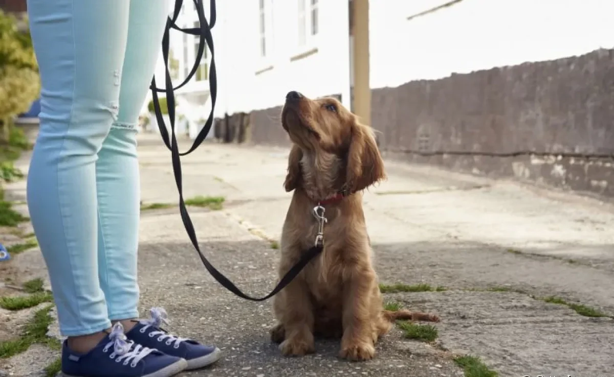 A guia longa para cachorro dá mais liberdade para o animal durante o passeio