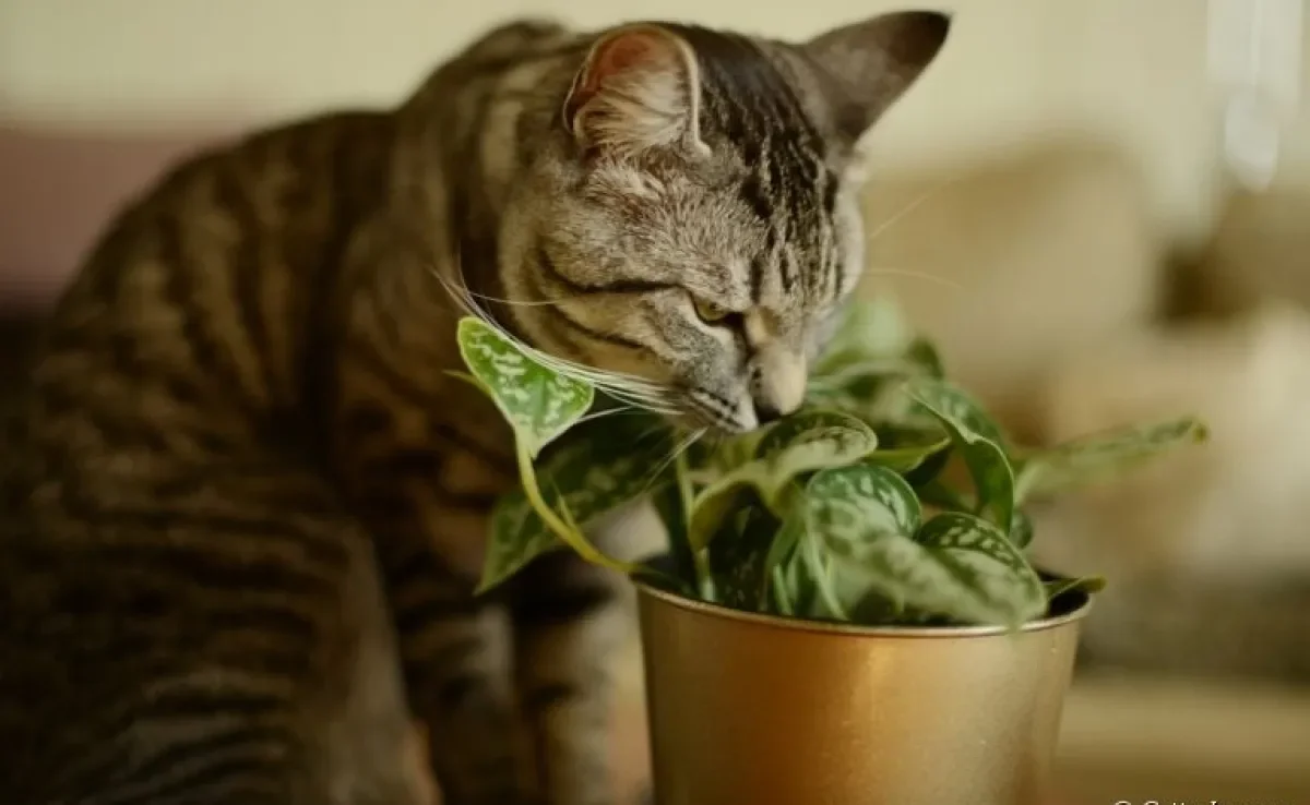 Plantas tóxicas para gatos: confira quais espécies você deve evitar ter em casa