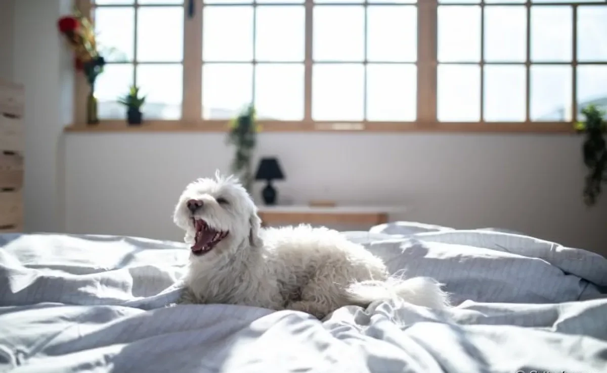  Cachorro no sol: hábito contribui para a saúde e bem-estar do animal 
