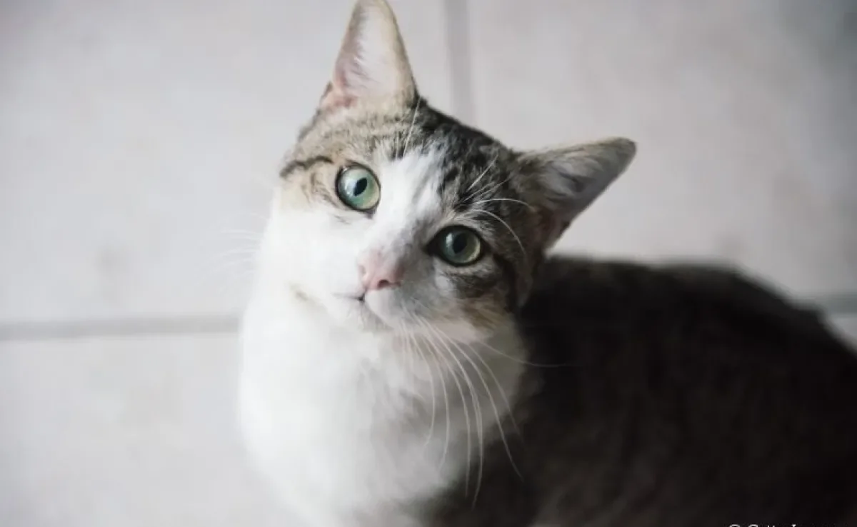  Os problemas de pele em gatos são bastante comuns 