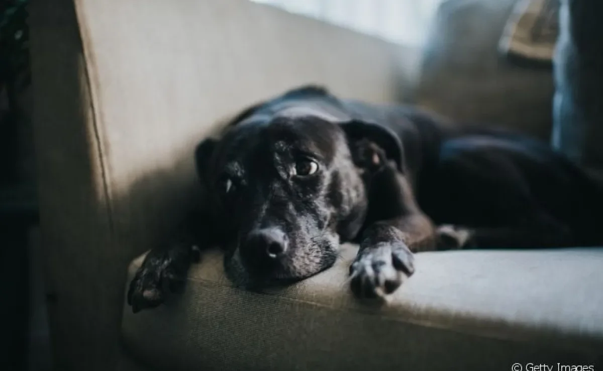 O refluxo em cães é um incômodo que precisa de atenção do tutor.