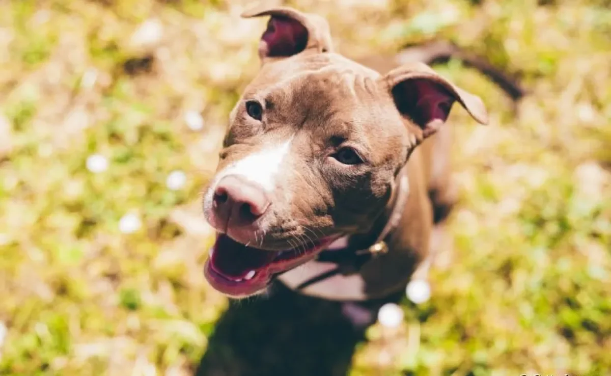 Sabia que existem alguns tipos de Pitbull? Entenda a diferenças entre cada um!