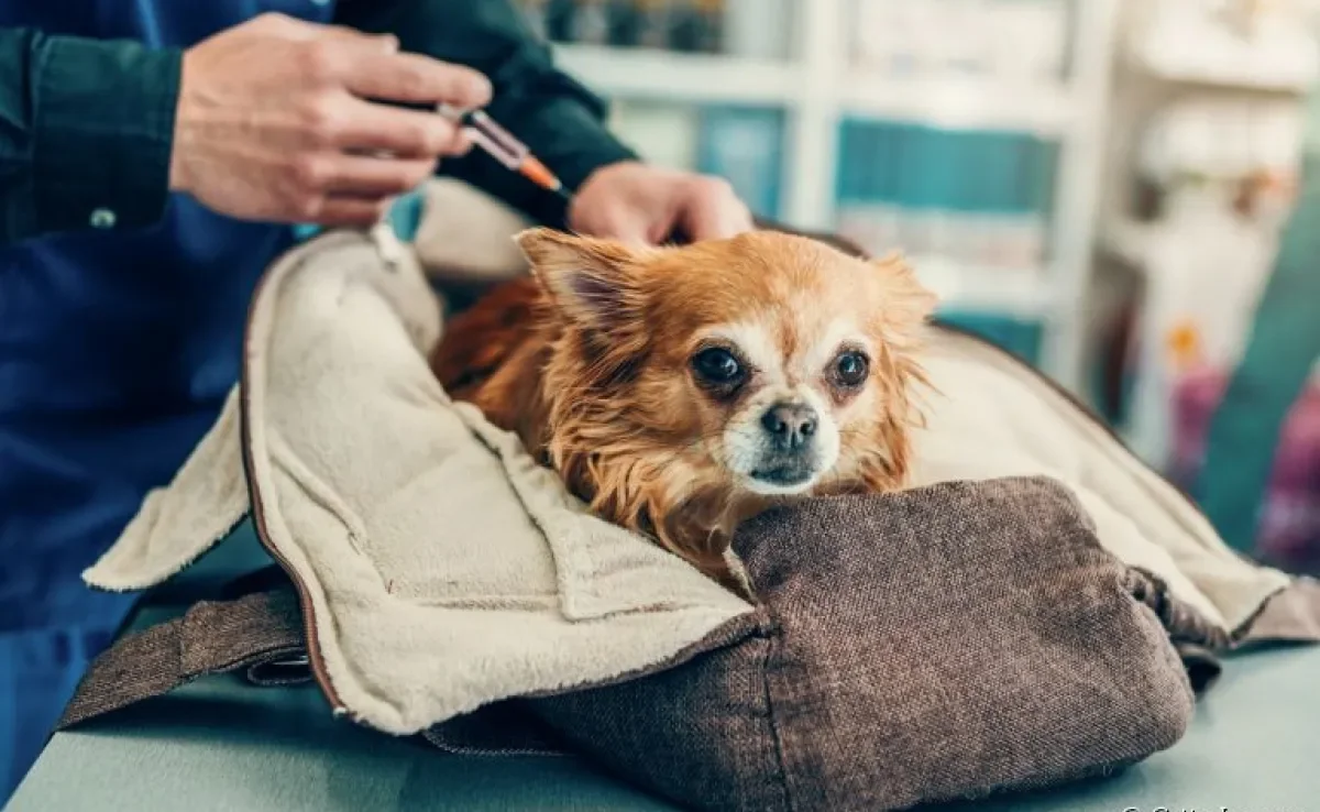 A vacina para gripe canina é uma ótima solução para prevenir a doença