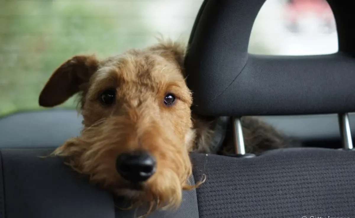 Veja algumas dicas para não deixar o cachorro estressado antes, durante e depois da mudança