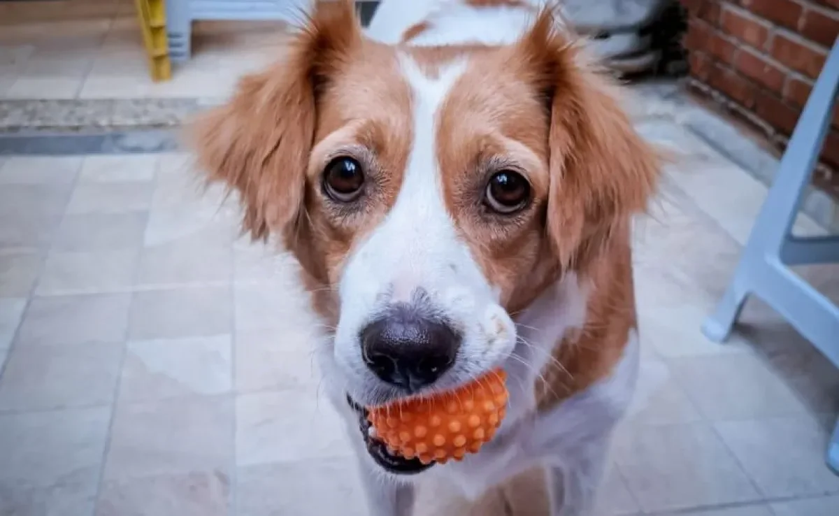  O vira-lata é incrivelmente dócil, brincalhão e amoroso. Saiba mais sobre os cães sem raça definida e se apaixone com a gente! 