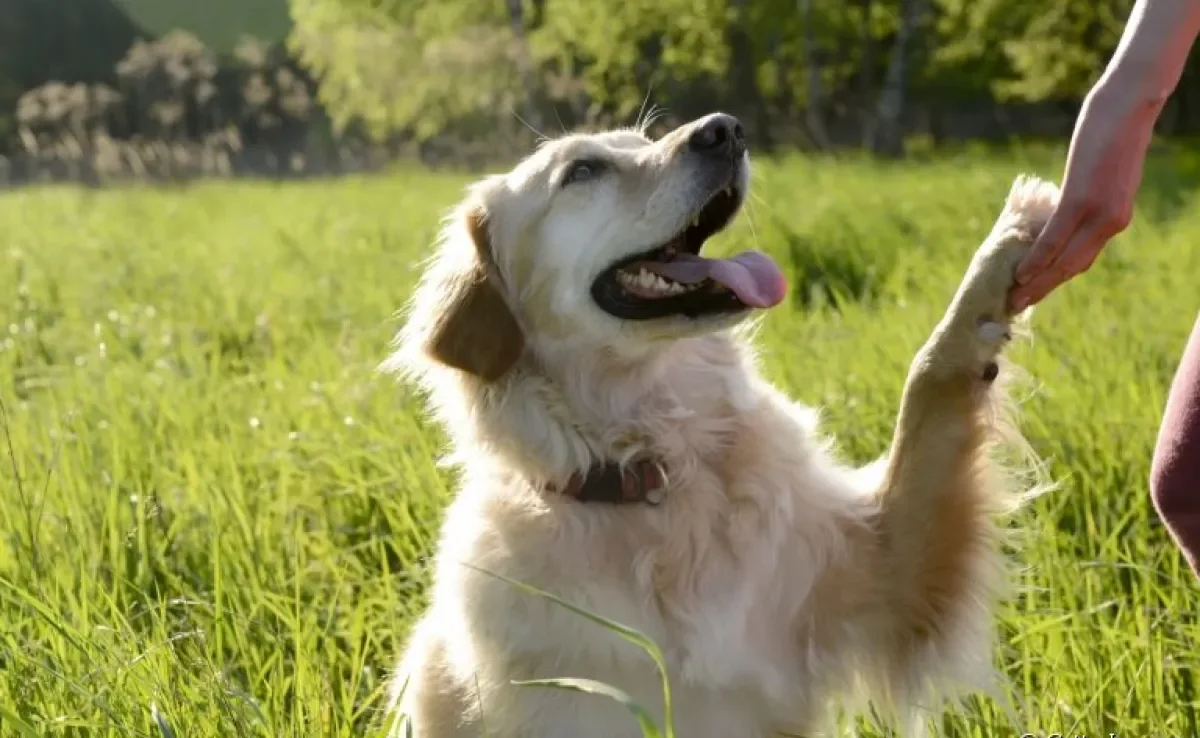 Comportamento canino pode definir se cachorro é mais ou menos inteligente