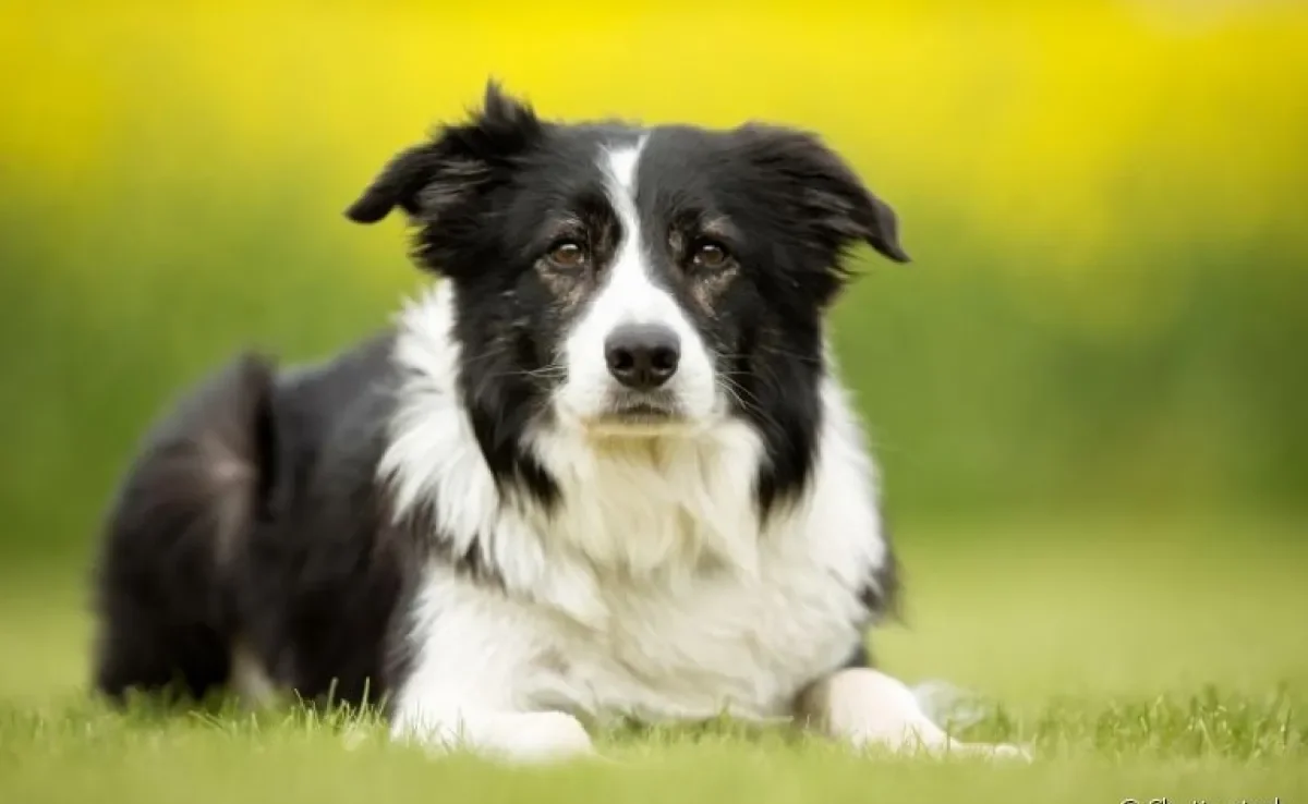 Nomes para Border Collie: veja algumas sugestões para chamar o seu novo amigo! 