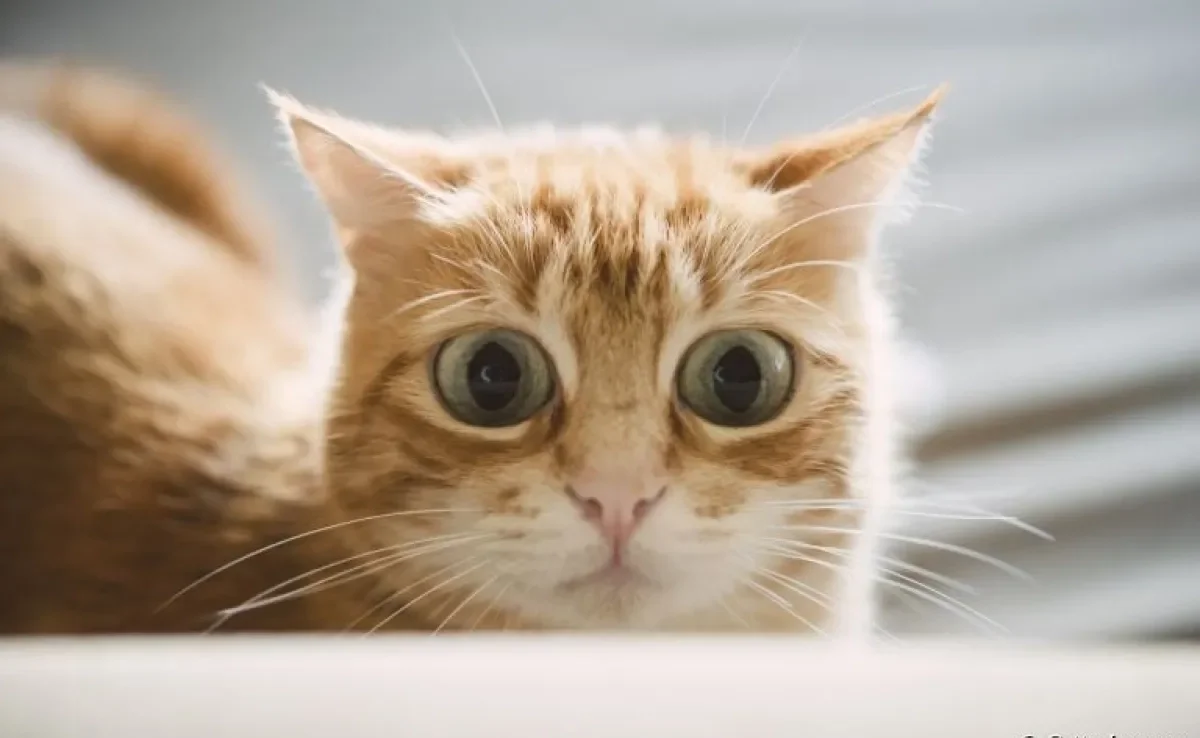 A audição é felina é tão potente que até os sons mais improváveis podem deixar seu gato assustado