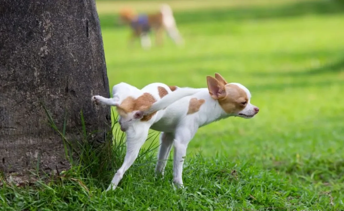 Cachorro: xixi pode revelar algumas informações importantes sobre a saúde do animal