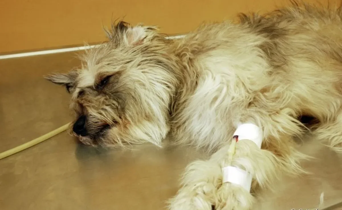 Entenda os efeitos da anestesia para cachorro e como funciona!