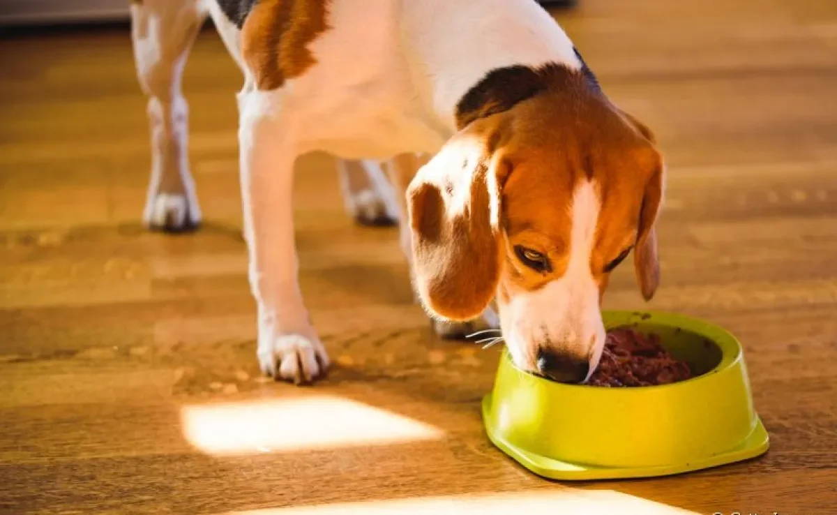 A ração para cães precisa ser armazenada corretamente para evitar infestação de insetos e parasitas