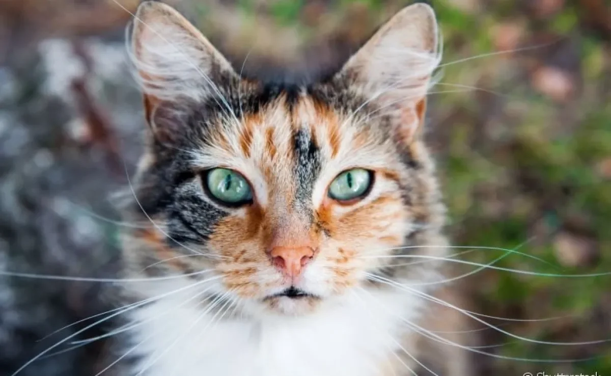  A orelha de gato é uma estrutura fundamental para audição e comunicação do animal. Entenda! 