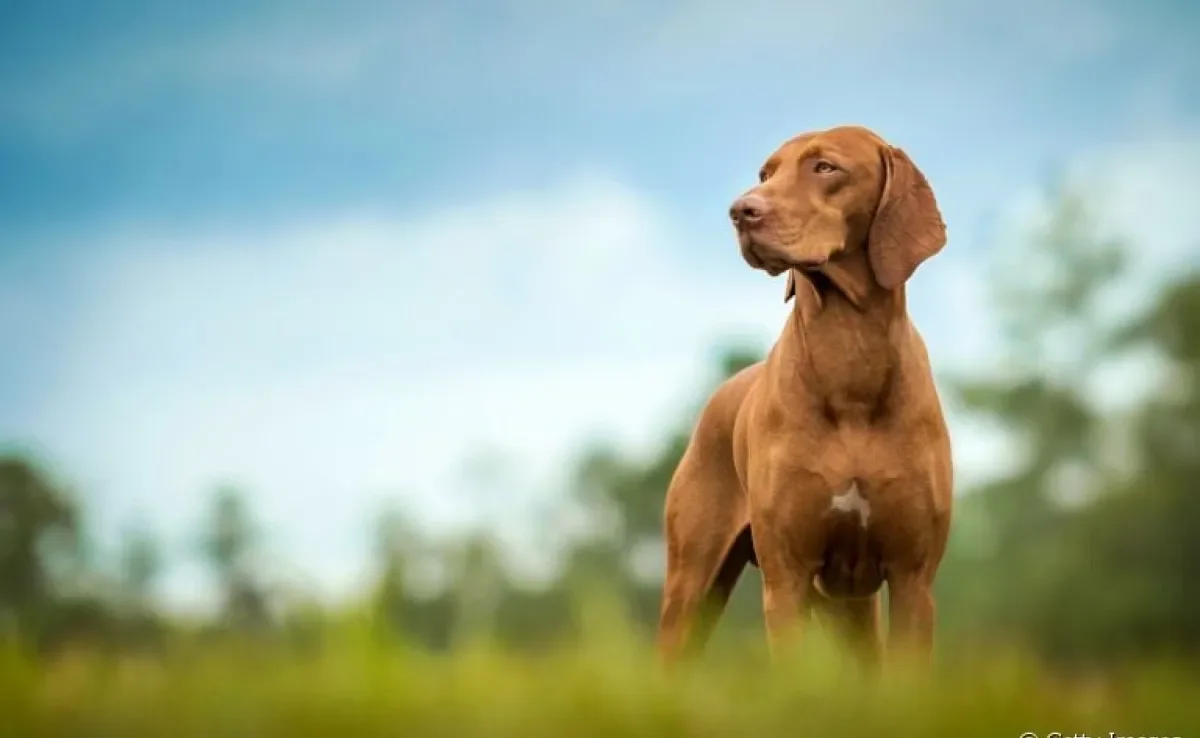 Comportamento canino: o cachorro protetor às vezes pode passar dos limites. Saiba identificar isso