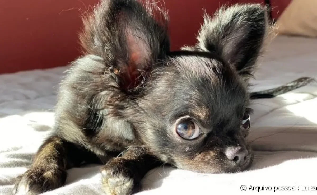 A Gal é uma cadelinha de 1,9 kg e que se enquadra na lista de raças de cachorro pequeno