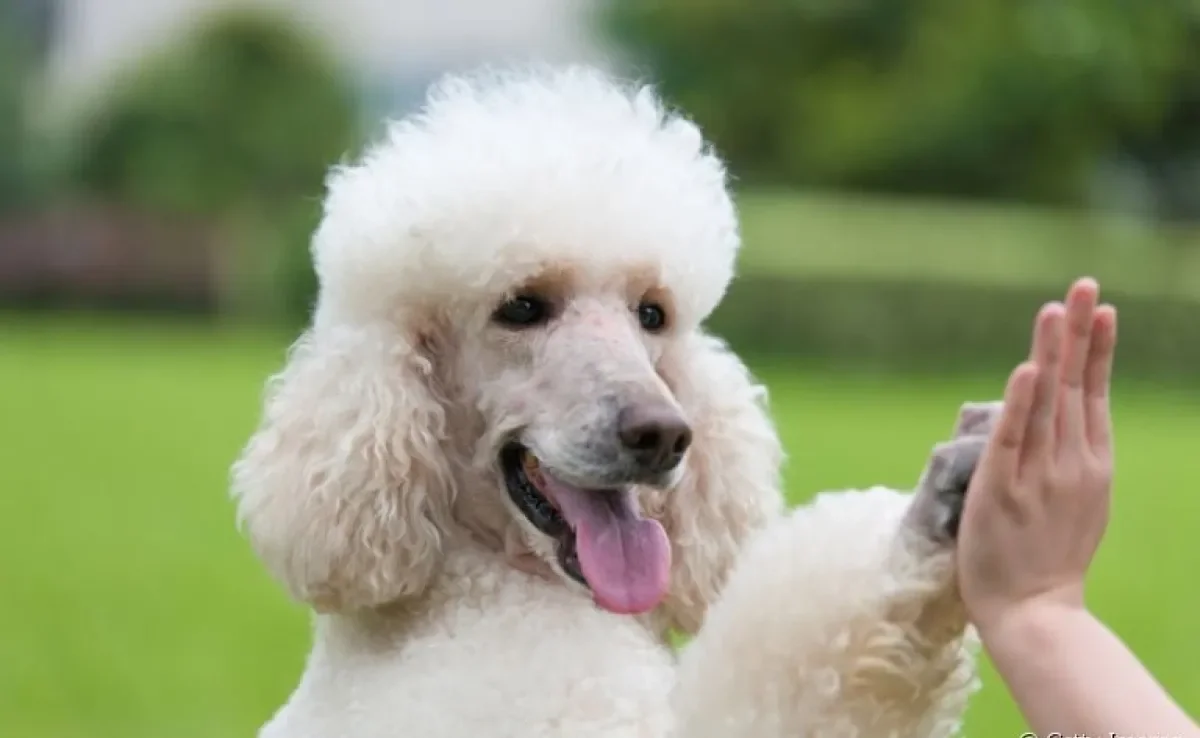 O Poodle é um cãozinho super sociável e amoroso