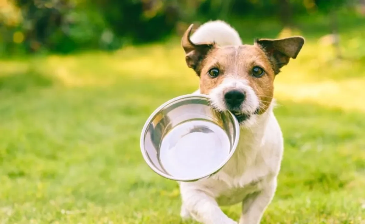 Tigelas tradicionais, comedouro lento para cachorro ou uma versão automática: qual é a melhor opção?
