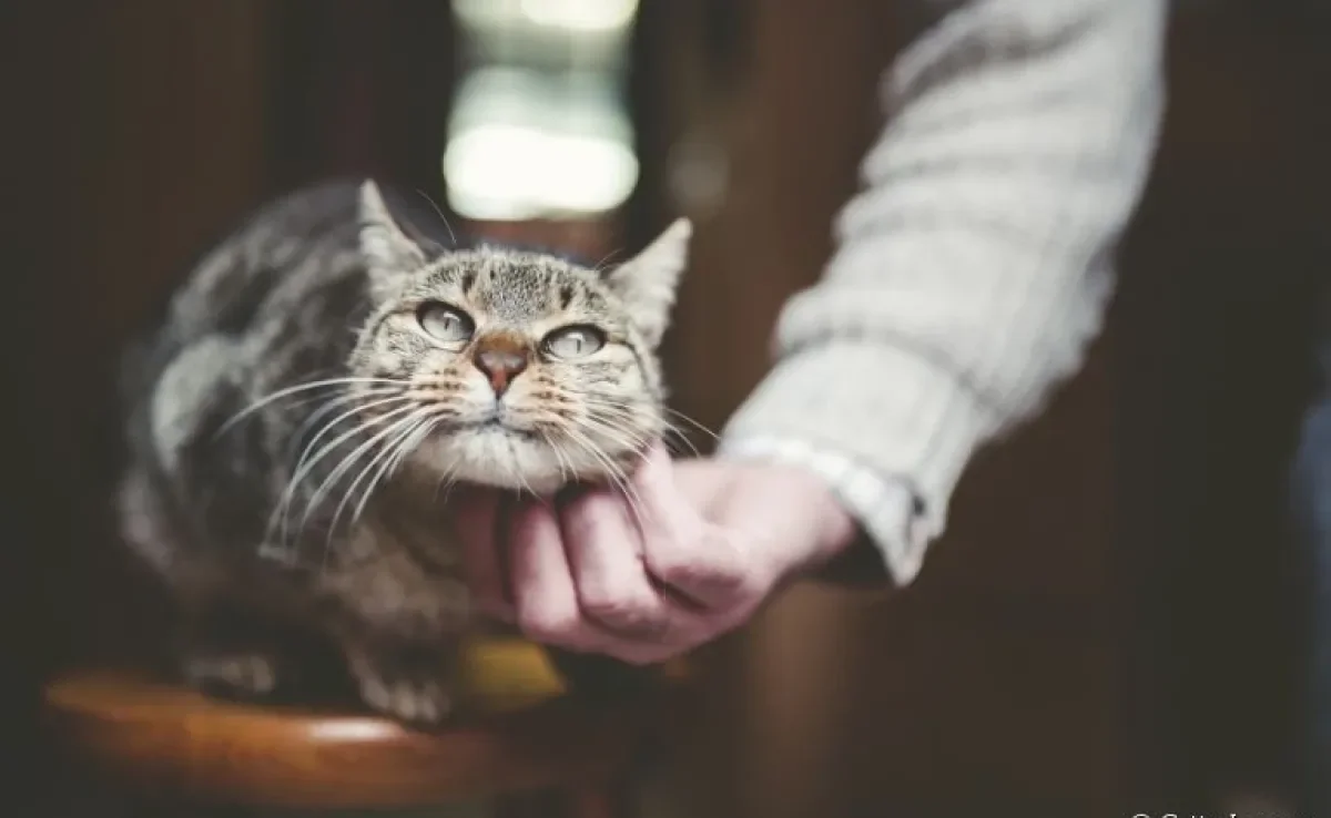Gato idoso: a rotina do bichano pode precisar de adaptações durante a velhice