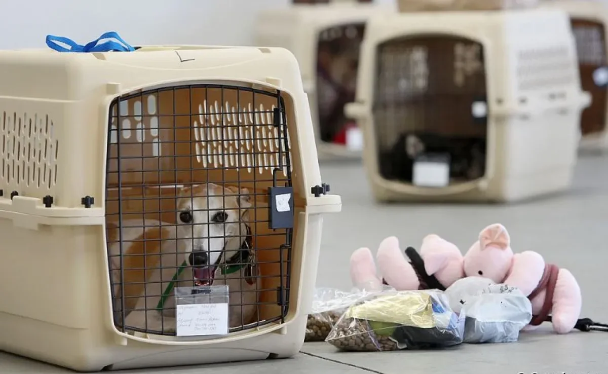 Veja o que precisa para viajar com cachorro de avião!
