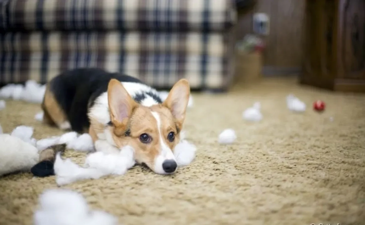 Veja o que fazer com cachorro bagunceiro e como melhorar esse comportamento canino
