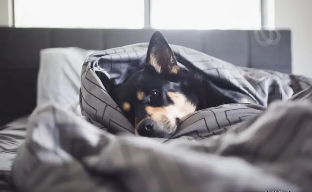 Comportamento de cachorro: entenda o que leva um cão adulto a mamar no cobertor