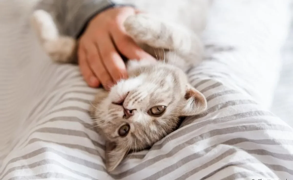 Você sabia que existem diferentes tipos de gatos? Saiba mais sobre a personalidade e as preferências de alguns deles!