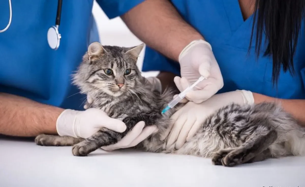 As vacinas para gatos devem fazer parte dos cuidados com o seu bichano