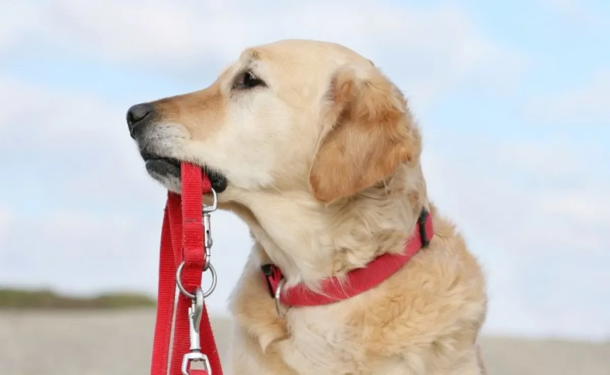 Saiba tudo sobre a coleira de cachorro e como escolher a melhor para o seu amigo!