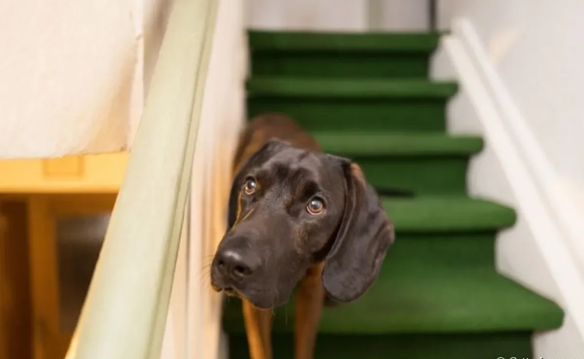 Cachorro machucado, intoxicação, queimaduras, quedas... sua casa está adaptada para o seu pet?