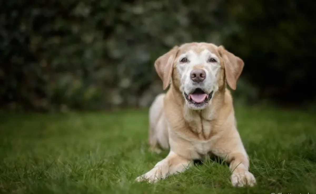 A displasia coxofemoral em cães causa dor e desconforto. Saiba como aliviar esses incômodos no seu pet!