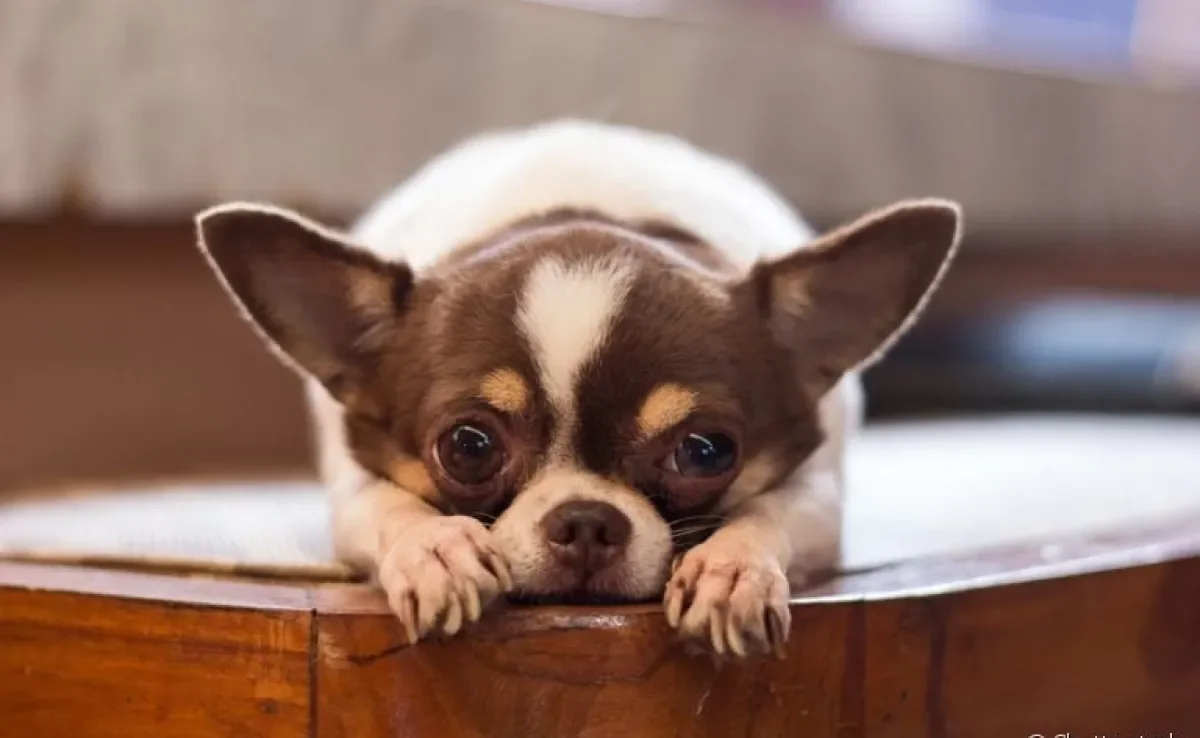 Ouviu o filhote de cachorro chorando muito e não sabe o que pode ser? Veja alguns motivos a seguir!