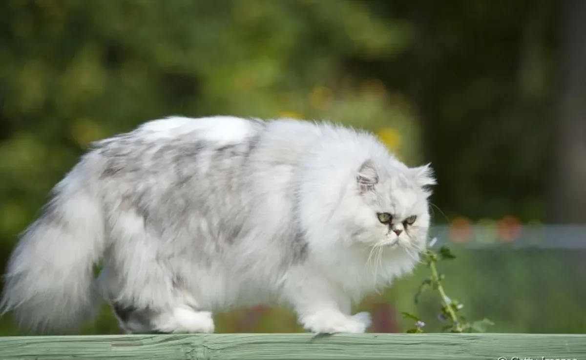 O gato com hipotireoidismo tende a ficar acima do peso