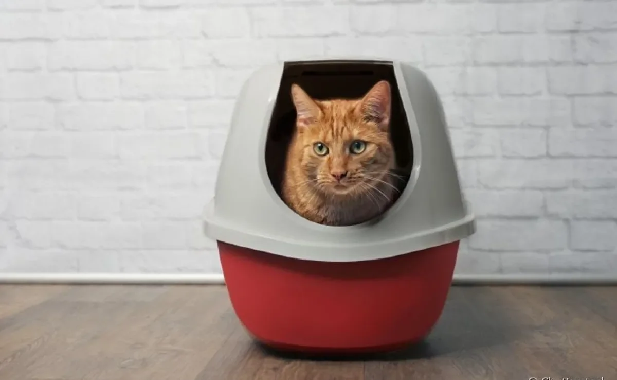 A infecção urinária em gatos pode resultar em mudanças no comportamento do seu bichano. Veja algumas delas abaixo!