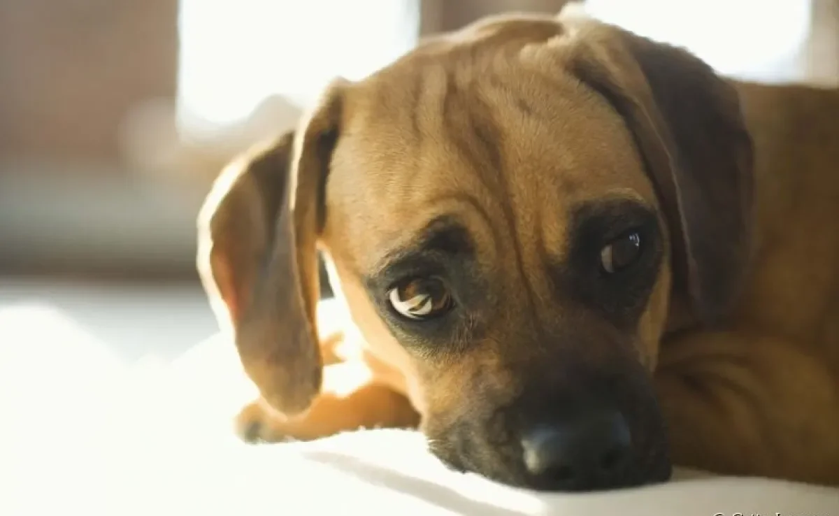 Doença do carrapato em cães: veja como a doença se manifesta no corpo desses animais