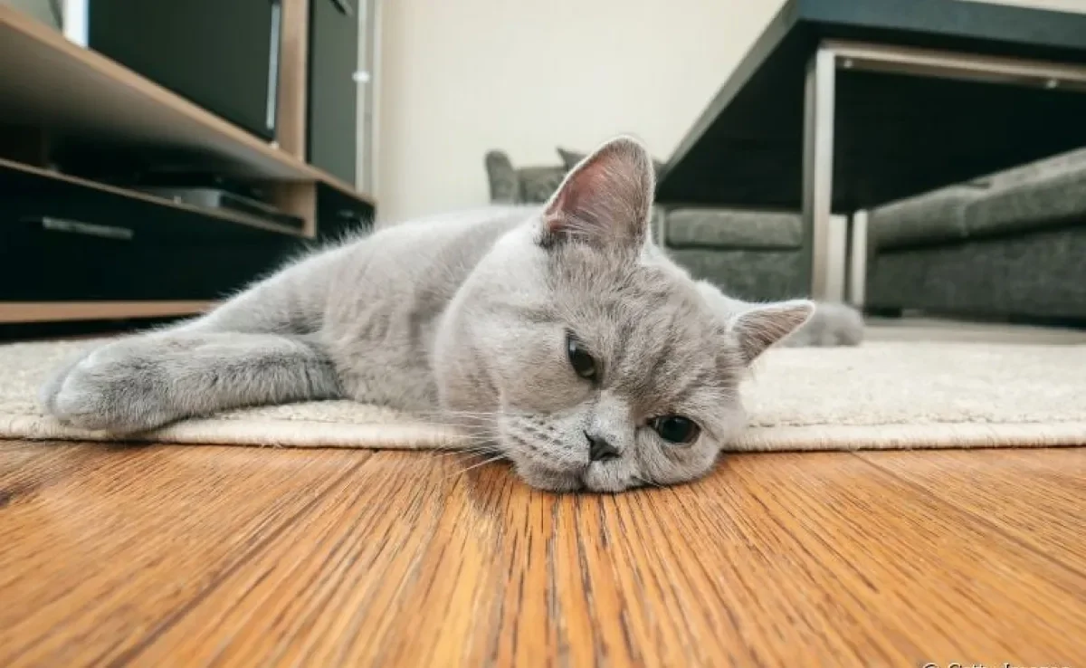A PIF em gatos se manifesta de diferentes formas. Saiba quais são os principais efeitos da doença!