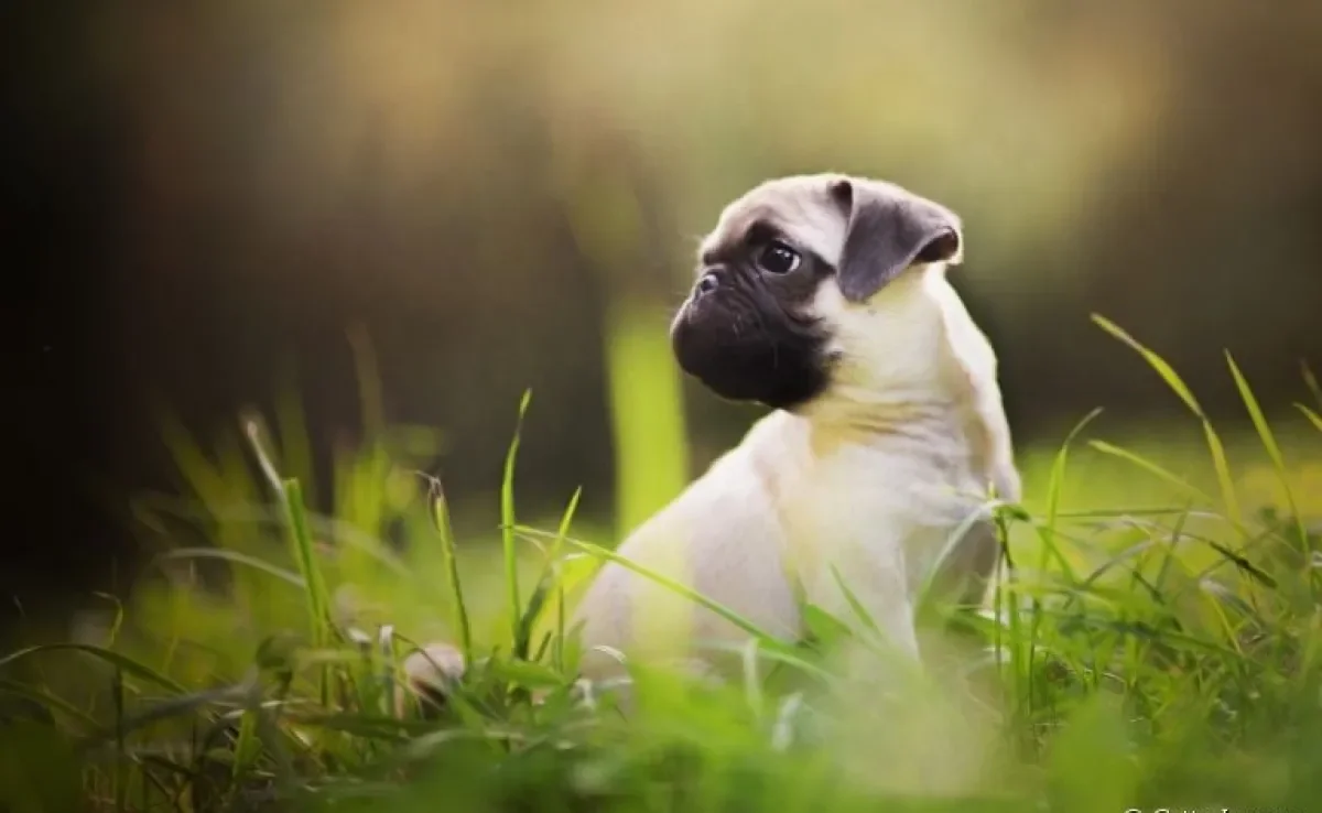 Algumas raças de cachorro não demandam uma rotina intensa de atividades físicas