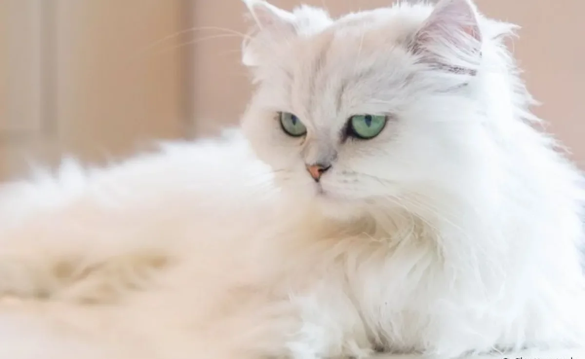 Uma das cores de gato Persa mais comuns é a branca