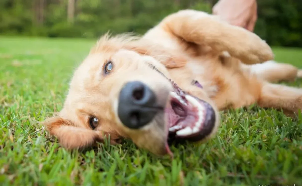 Labrador, Golden Retriever, Poodle e outros: veja quais são os cachorros mais dóceis do mundo! 