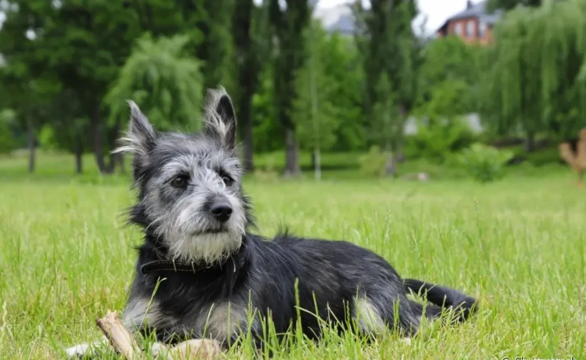  Conheça algumas raças de cachorro conhecidas pela alta expectativa de vida 