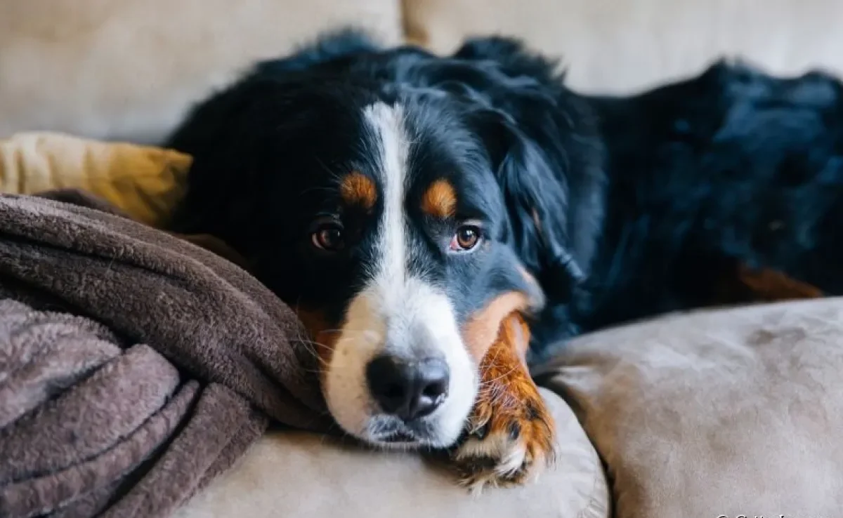 Cachorro deprimido ou ansioso? Saiba quando um psicólogo de cachorro pode ajudar!