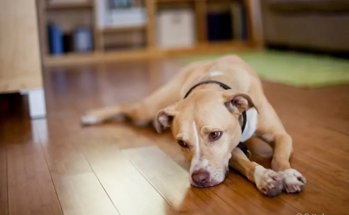 Cachorro com secreção saindo do pênis é grave? Descubra a seguir!