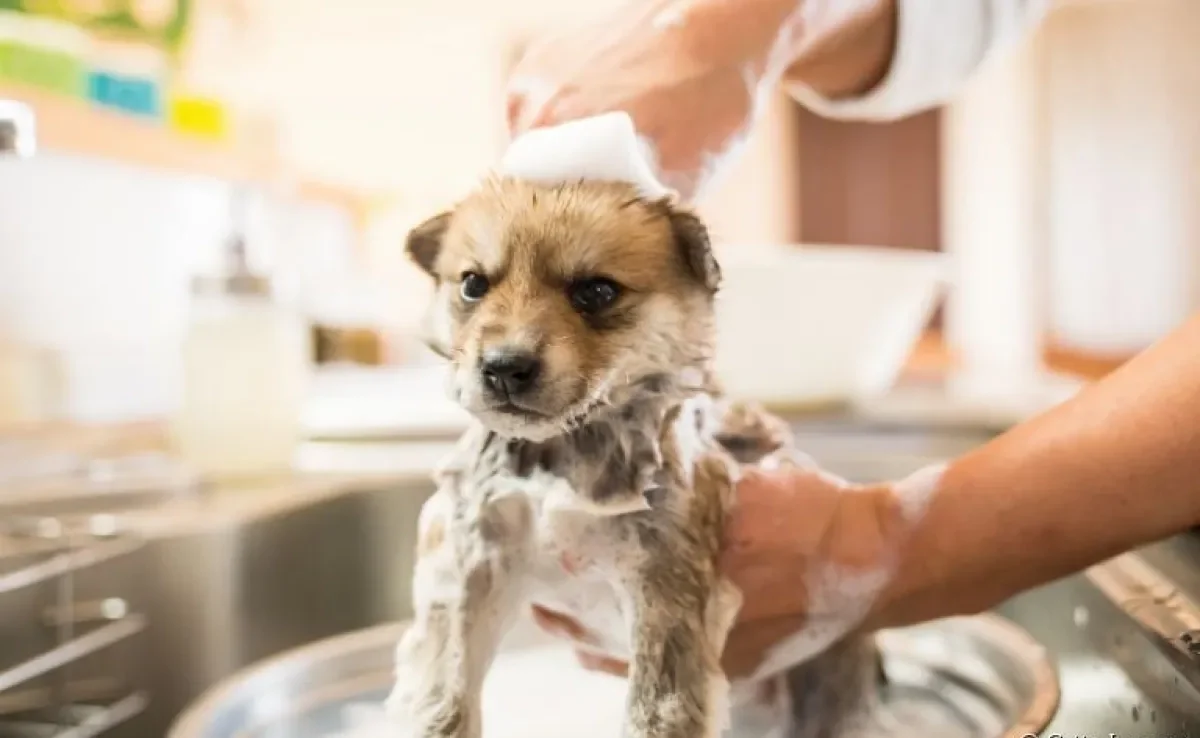 Saiba como dar banho em cachorro, os produtos mais indicados e quais cuidados são necessários