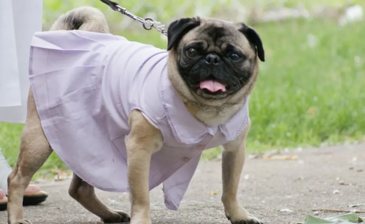 Vestido para cachorro: como escolher o melhor modelo?