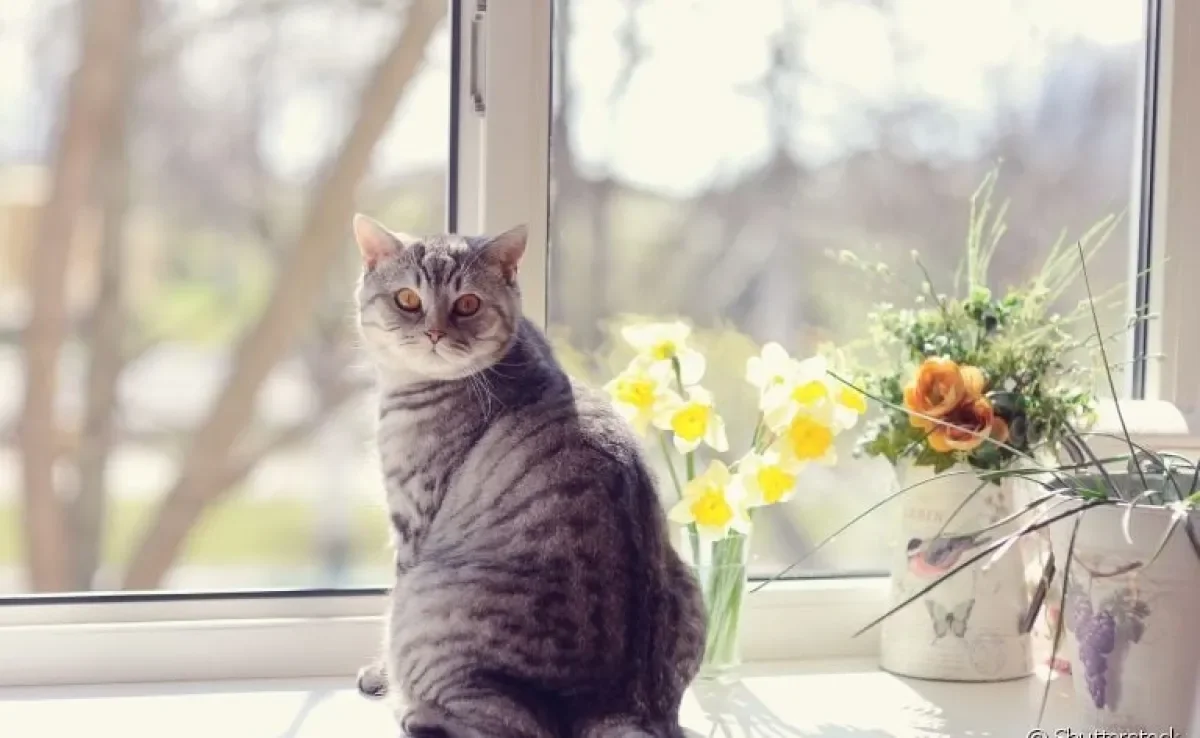 Veja como a criação indoor e a tela de proteção para gatos pode ajudar a diminuir as fugas dos felinos