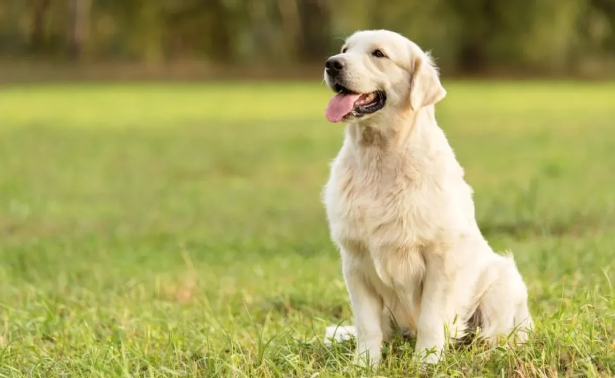 Golden Retriever: conheça as principais características dessa raça de cachorro tão querida