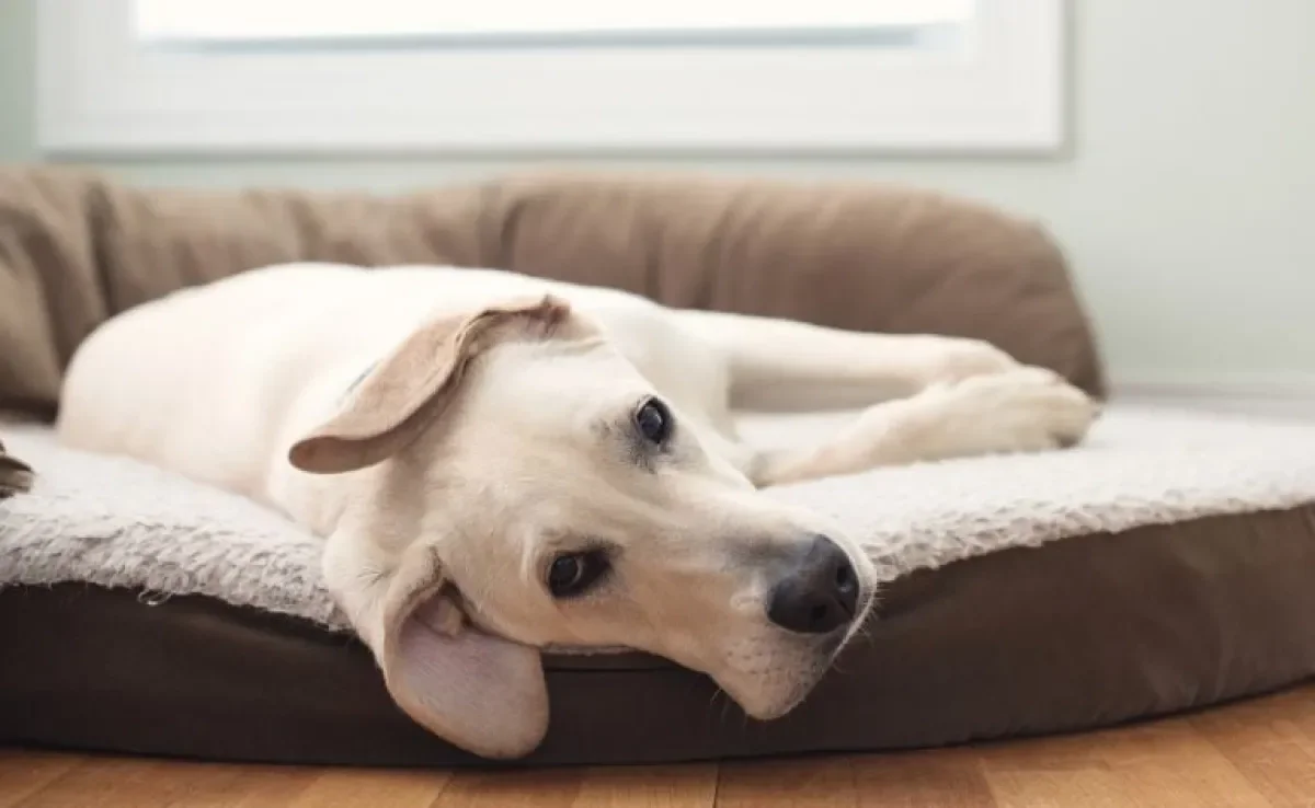 A l eishmaniose canina pode debilitar bastante o organismo do cachorro 