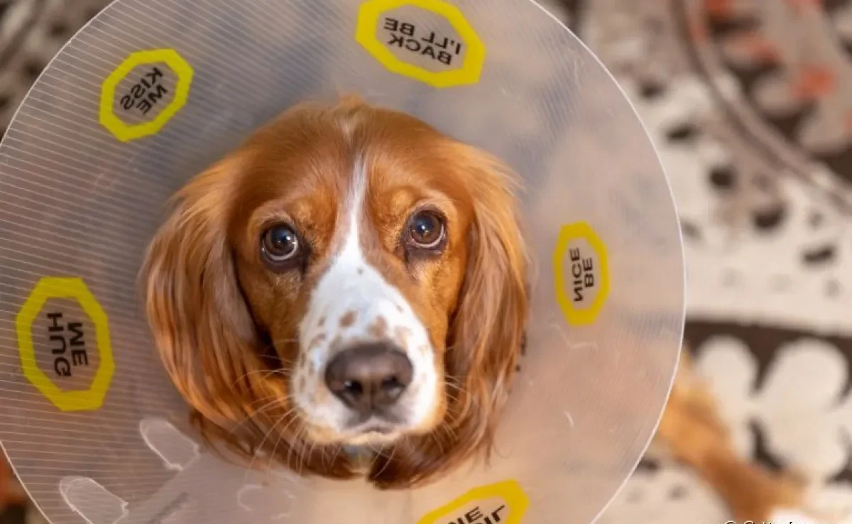 A castração de cachorro é um procedimento super indicado. Saiba mais!