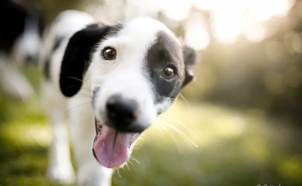 Chegou a hora de desvendar algumas curiosidades sobre cachorros!