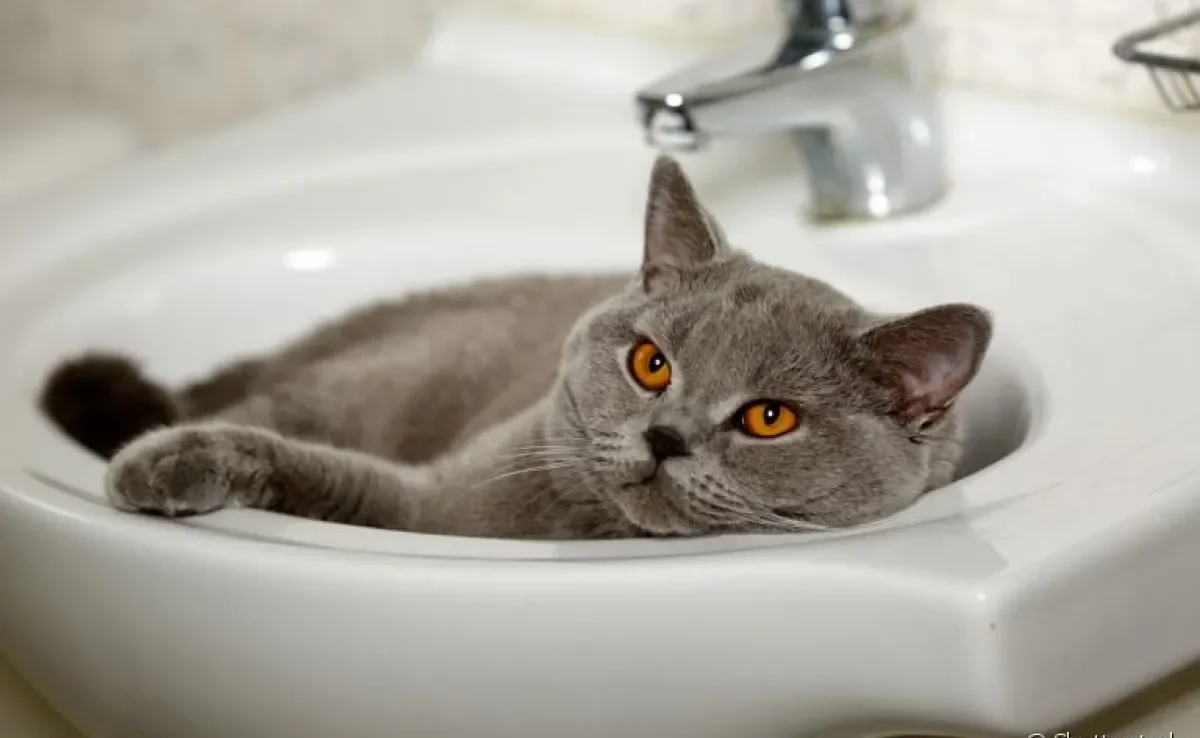 O comportamento estranho de gato pode ser motivado por uma série de fatores. Entenda! 
