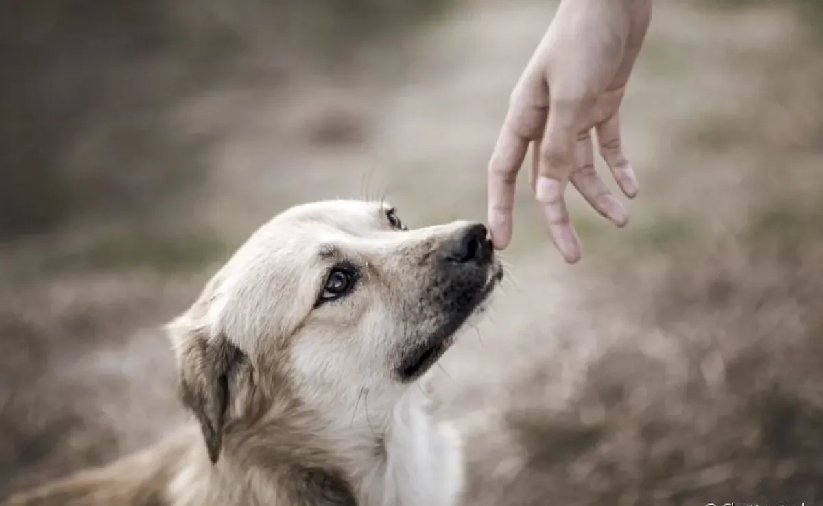 Afinal, o cachorro sabe quando o dono está chegando em casa?